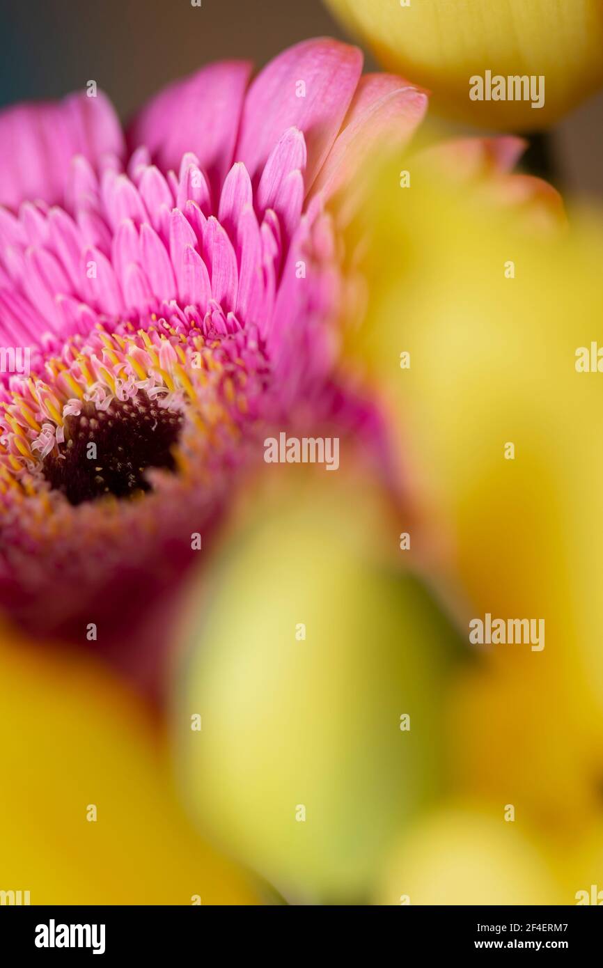 Rosa gerbera Gänseblümchen Blume in Blüte Makro noch auf einem Gelber Gartenstrauß Stockfoto