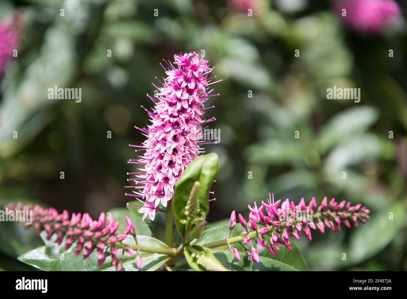 Schöne lila Tutini Blume, auch als Pukumani Pole genannt Stockfoto