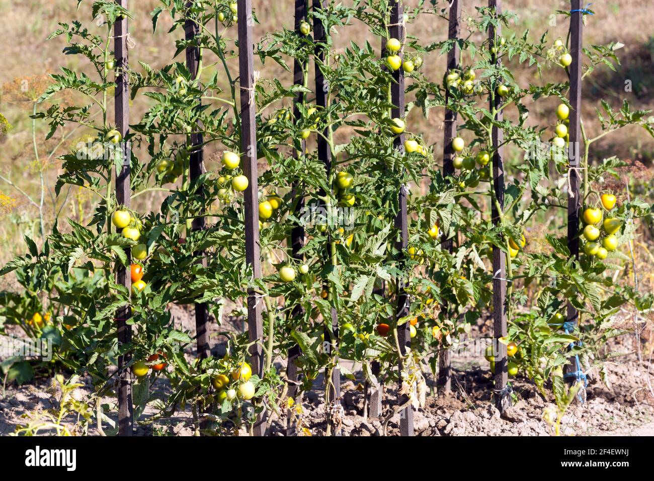Holzstäbchen als Unterstützung für die Reifung von Tomatenpflanzen Stockfoto