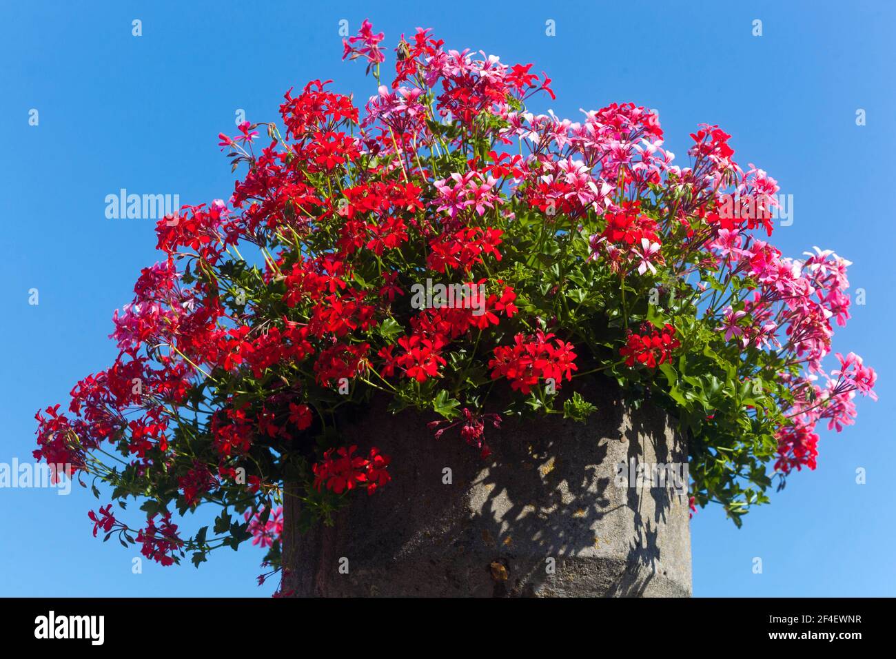 Pelargonium in einem Behälter, Ivy Leaf Geranium, ein Behälter mit Blumen Stockfoto