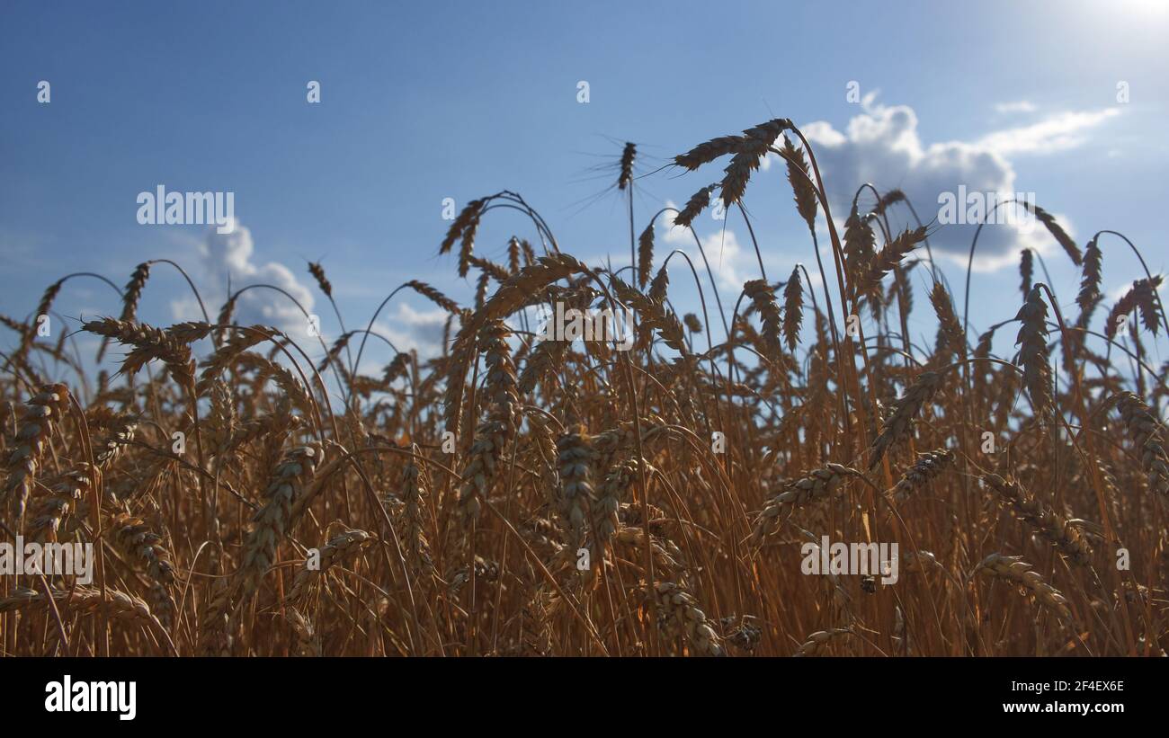Weizenohren gegen den blauen Himmel an einem heißen Sommerabend. Reife Kulturpflanzen. Landwirtschaftliche Betriebe. Stockfoto