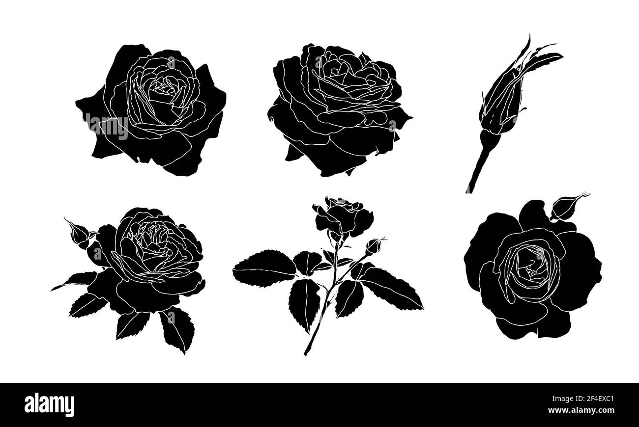 Set von Silhouetten von Rosenblüten und Blättern auf weißem Hintergrund. Handgezeichnete Skizze, Vektorgrafik. Dekorative Elemente für Karten, Einladung Stock Vektor
