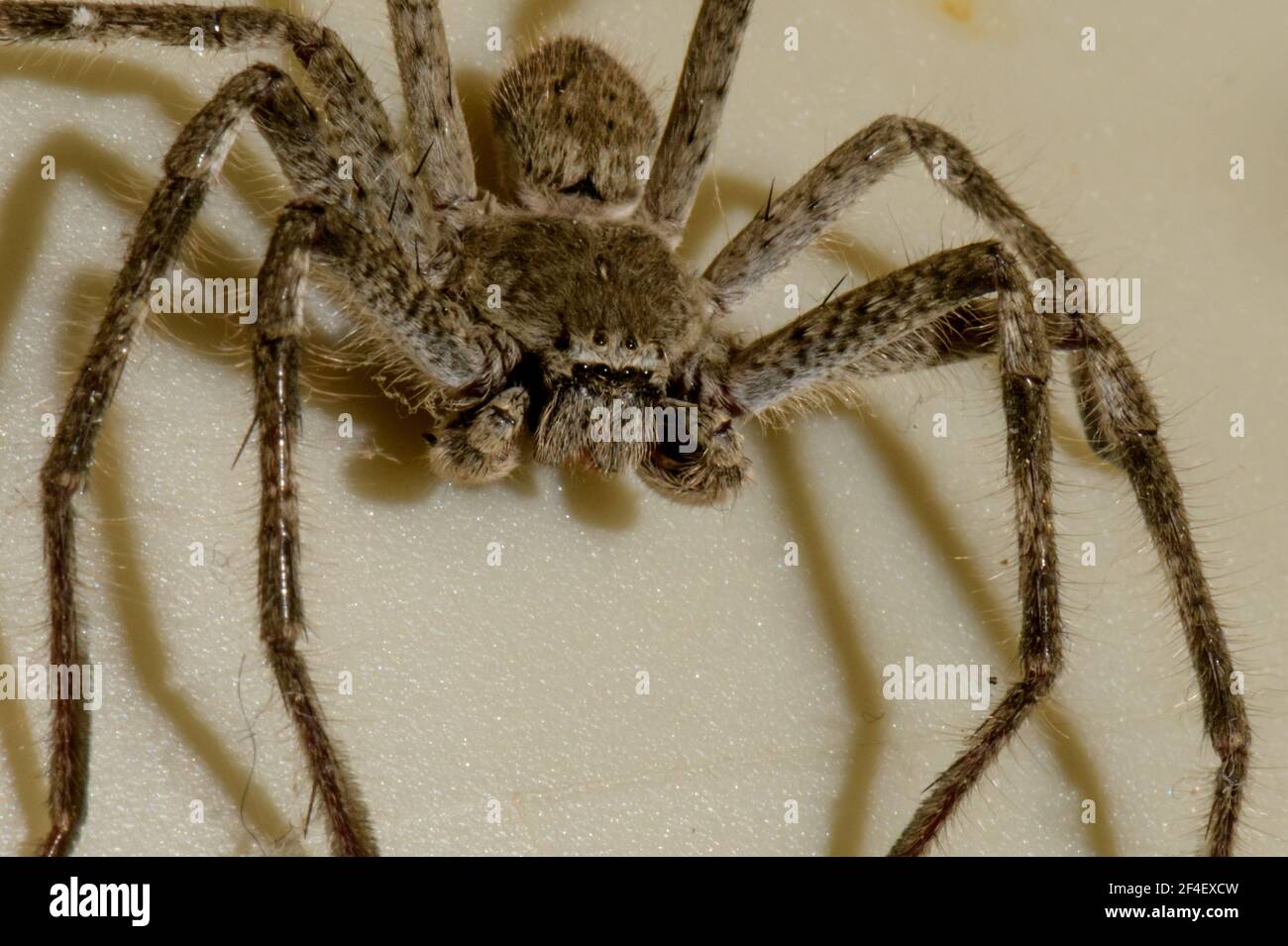 Giant crab spider huntsman spider Fotos und Bildmaterial in hoher