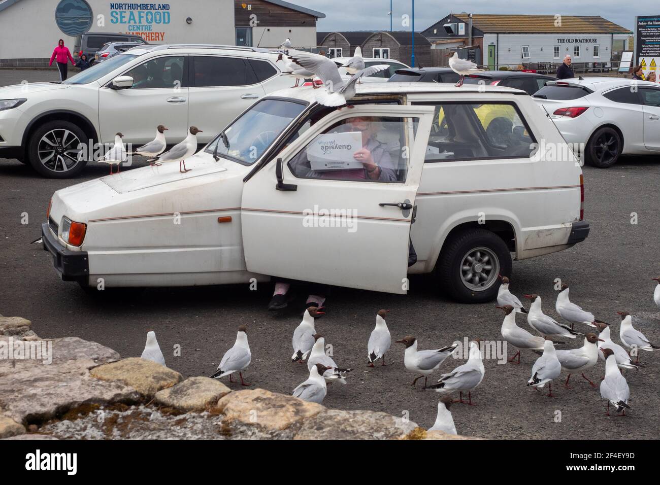 Füttern der Möwen, North Shields Fish Quay Stockfoto