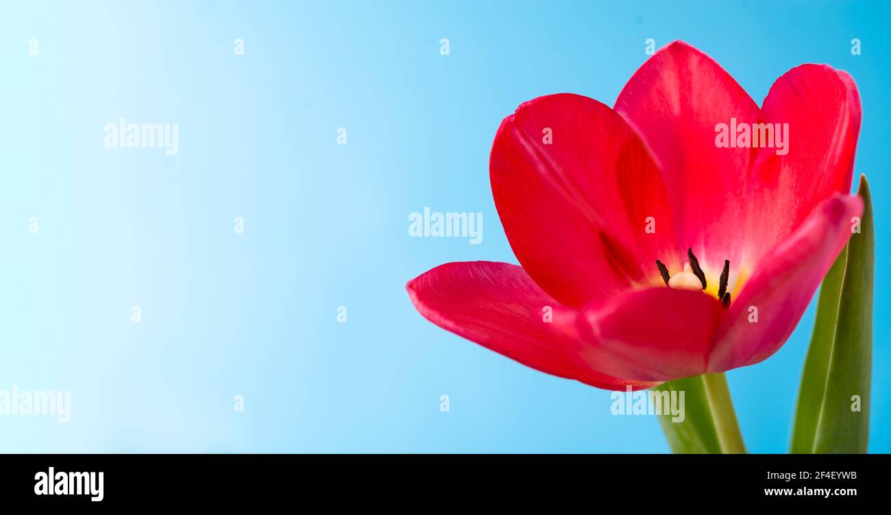 Nahaufnahme einer roten Tulpe auf blauem Hintergrund mit einem Ort für Text. Niedliche rote Tulpen, frühlingshafte rote Blüten. Stockfoto