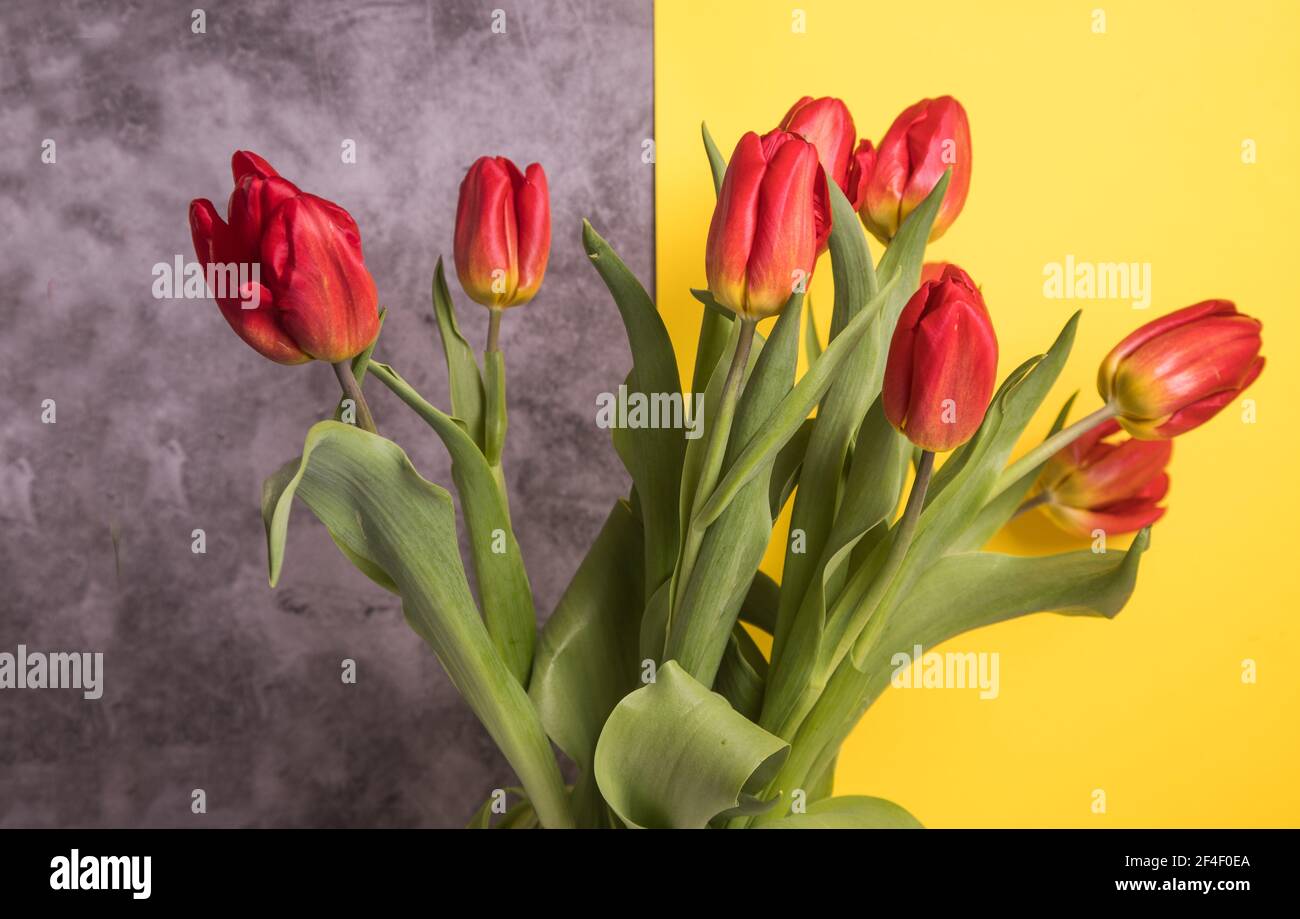 Rote Tulpen auf einem ultimativen grau-gelben Hintergrund. Farbe des Jahres, 2021 Stockfoto