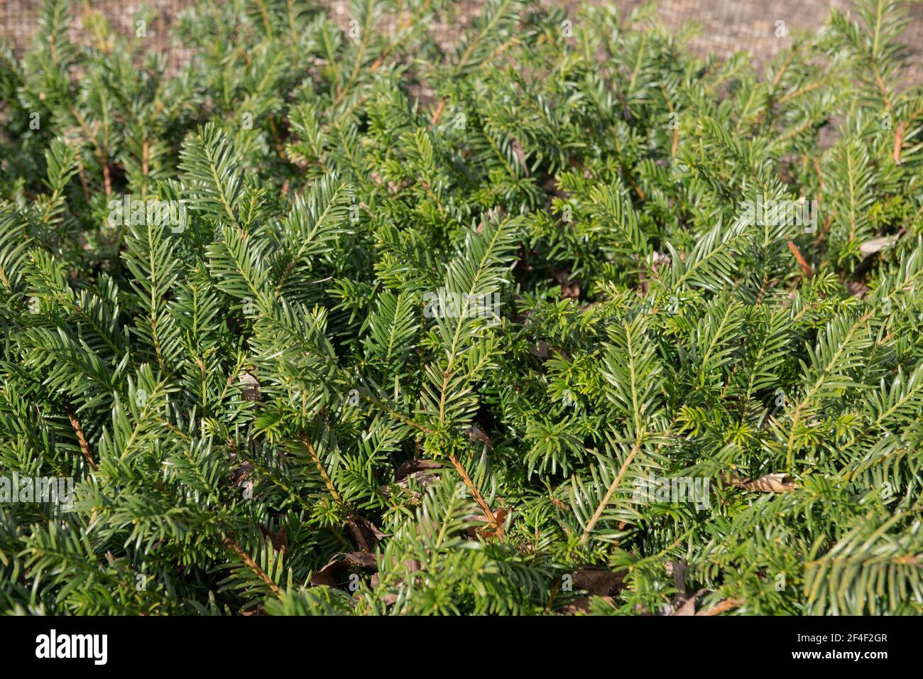 Helles grünes Frühlingsbordwerk eines Evergreen, der sich ausbreitet, niederstreuend japanisch Pflaumeneifenstrauch (Cephalotaxus harringtonia 'prostrata') wächst im Waldland Stockfoto