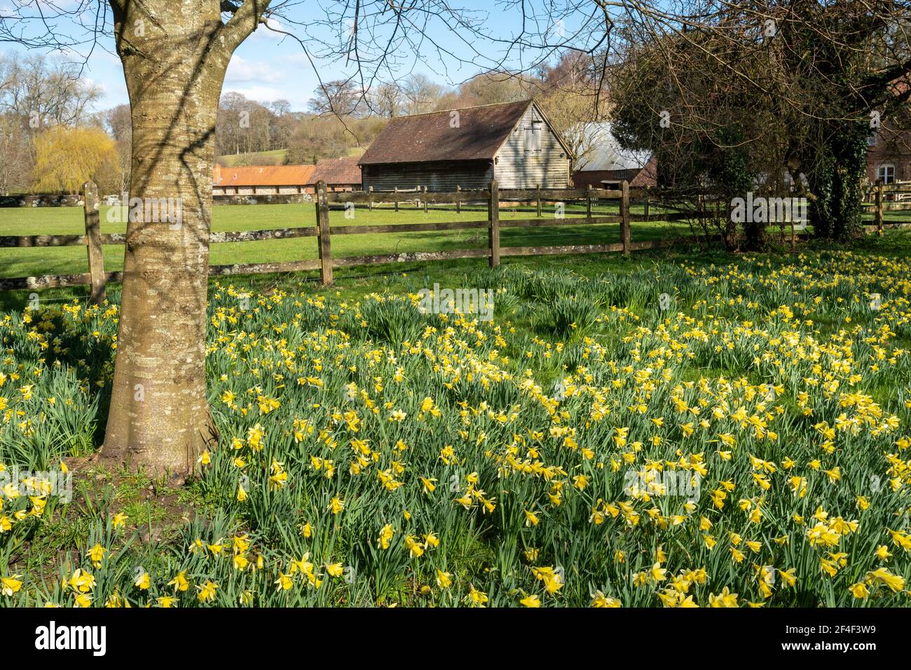 Teppich aus Narzissen in Chawton Park, Hampshire, England, Großbritannien, im märz oder Frühjahr Stockfoto