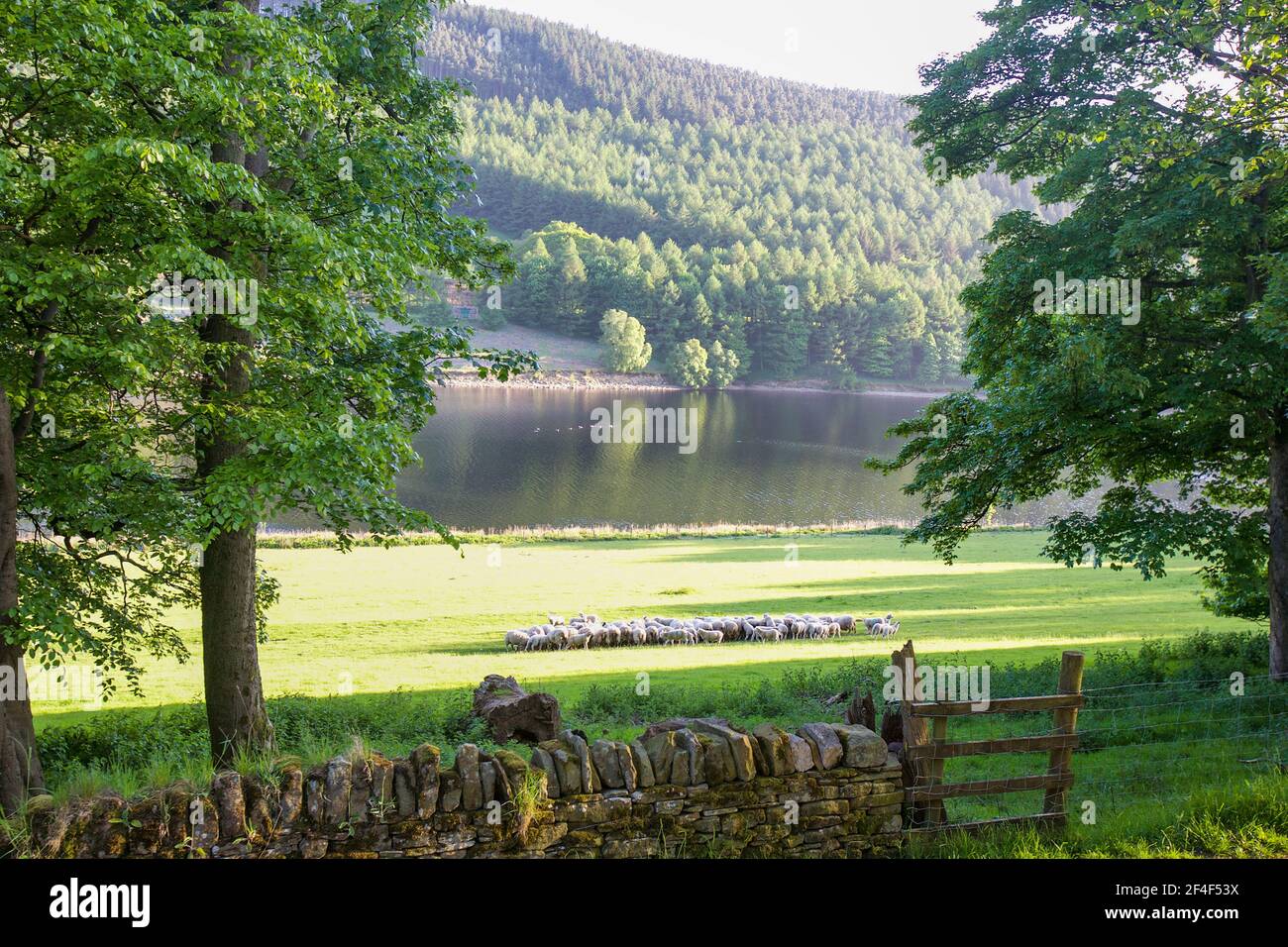 Schafe grasen neben Derwent Reservoir, Hope Valley, Derbyshire, England Stockfoto