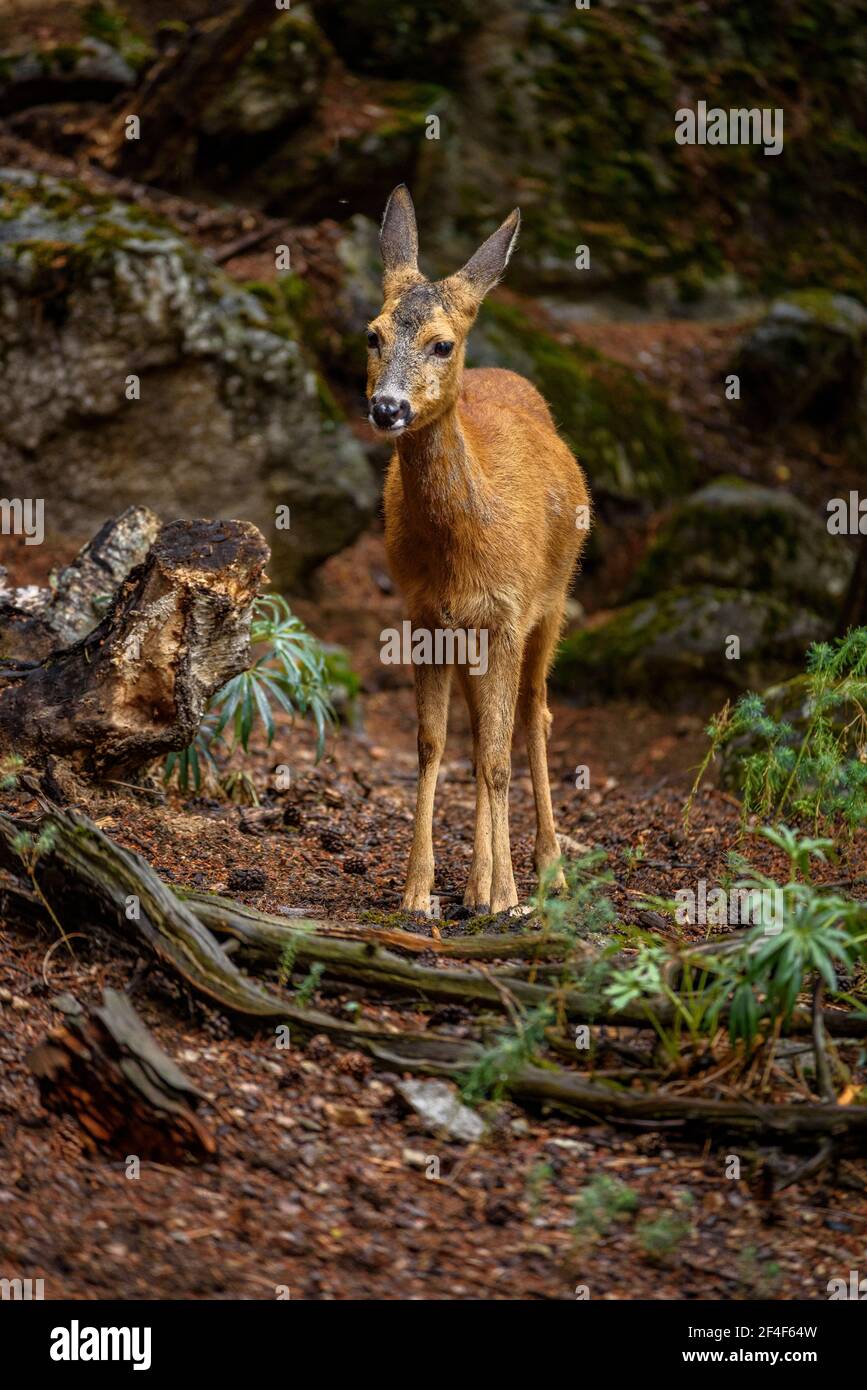 Rehe (Capreolus capreolus) im Tierpark MónNatura Pirineus (Pallars Sobirà, Katalonien, Spanien, Pyrenäen) ESP: Corzo en un parque de animales Stockfoto