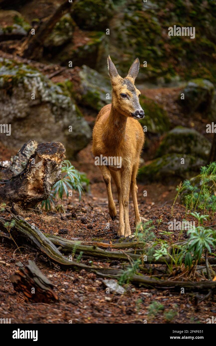 Rehe (Capreolus capreolus) im Tierpark MónNatura Pirineus (Pallars Sobirà, Katalonien, Spanien, Pyrenäen) ESP: Corzo en un parque de animales Stockfoto