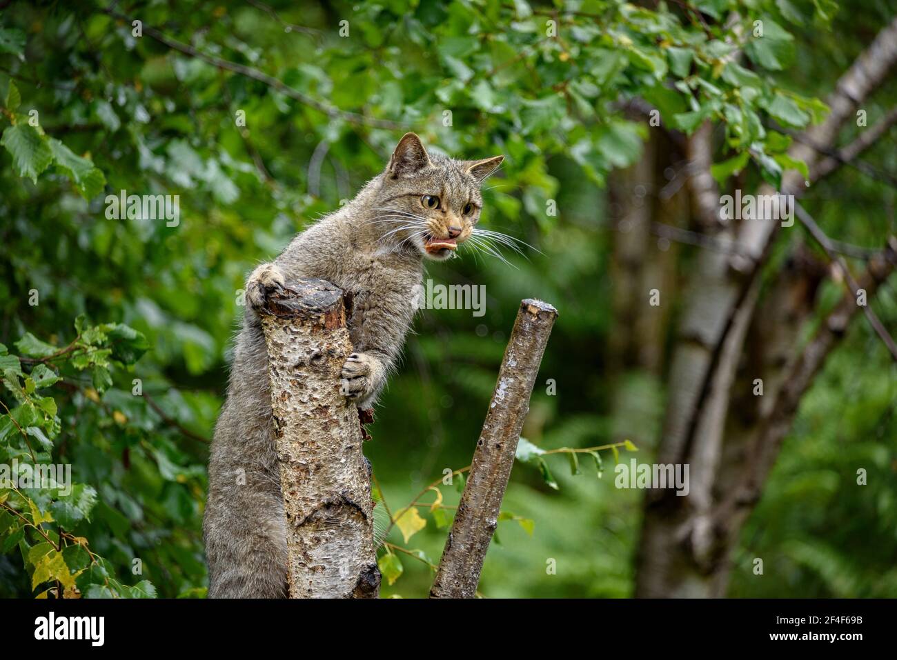 Wildkatze (Felis silvestris) im Tierpark MónNatura Pirineus (Pallars Sobirà, Katalonien, Spanien, Pyrenäen) ESP: Gato montés en un parque Stockfoto