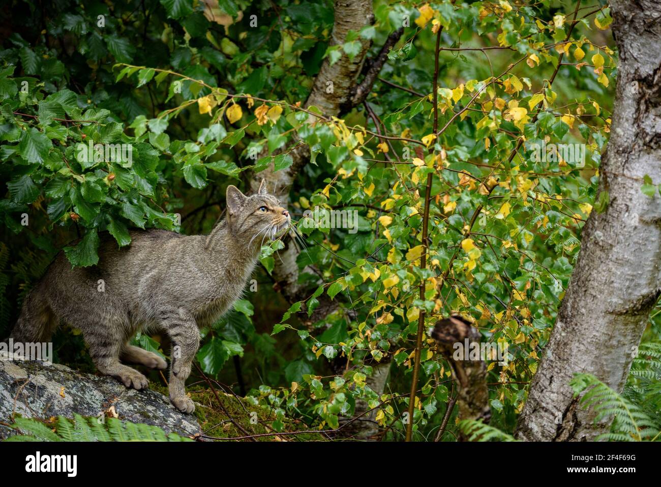 Wildkatze (Felis silvestris) im Tierpark MónNatura Pirineus (Pallars Sobirà, Katalonien, Spanien, Pyrenäen) ESP: Gato montés en un parque Stockfoto