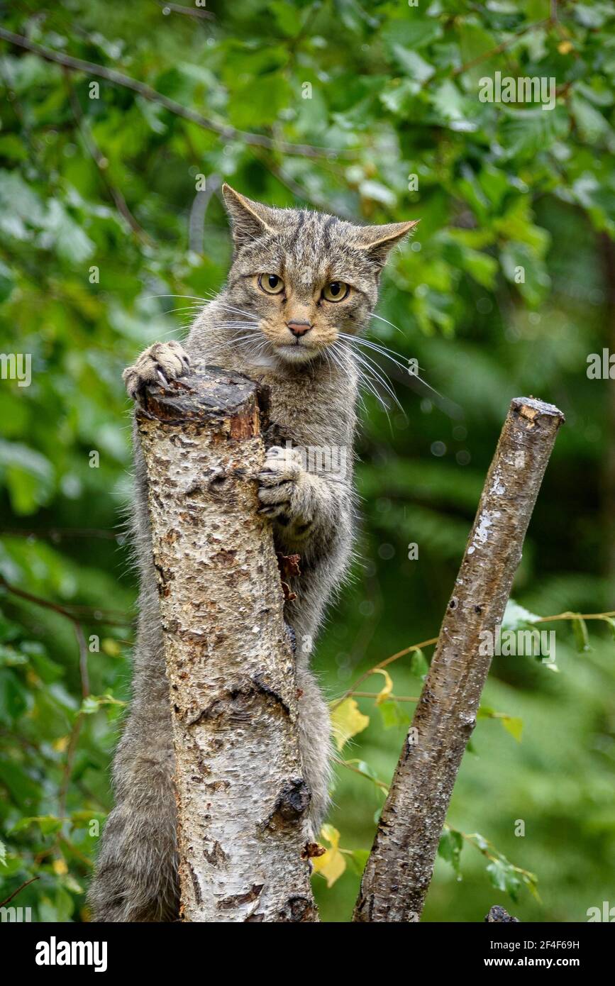 Wildkatze (Felis silvestris) im Tierpark MónNatura Pirineus (Pallars Sobirà, Katalonien, Spanien, Pyrenäen) ESP: Gato montés en un parque Stockfoto