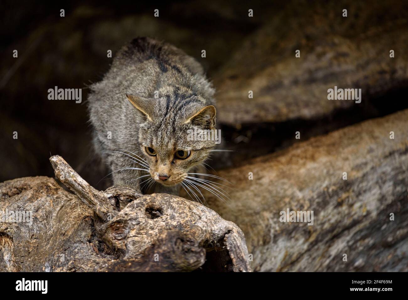 Wildkatze (Felis silvestris) im Tierpark MónNatura Pirineus (Pallars Sobirà, Katalonien, Spanien, Pyrenäen) ESP: Gato montés en un parque Stockfoto