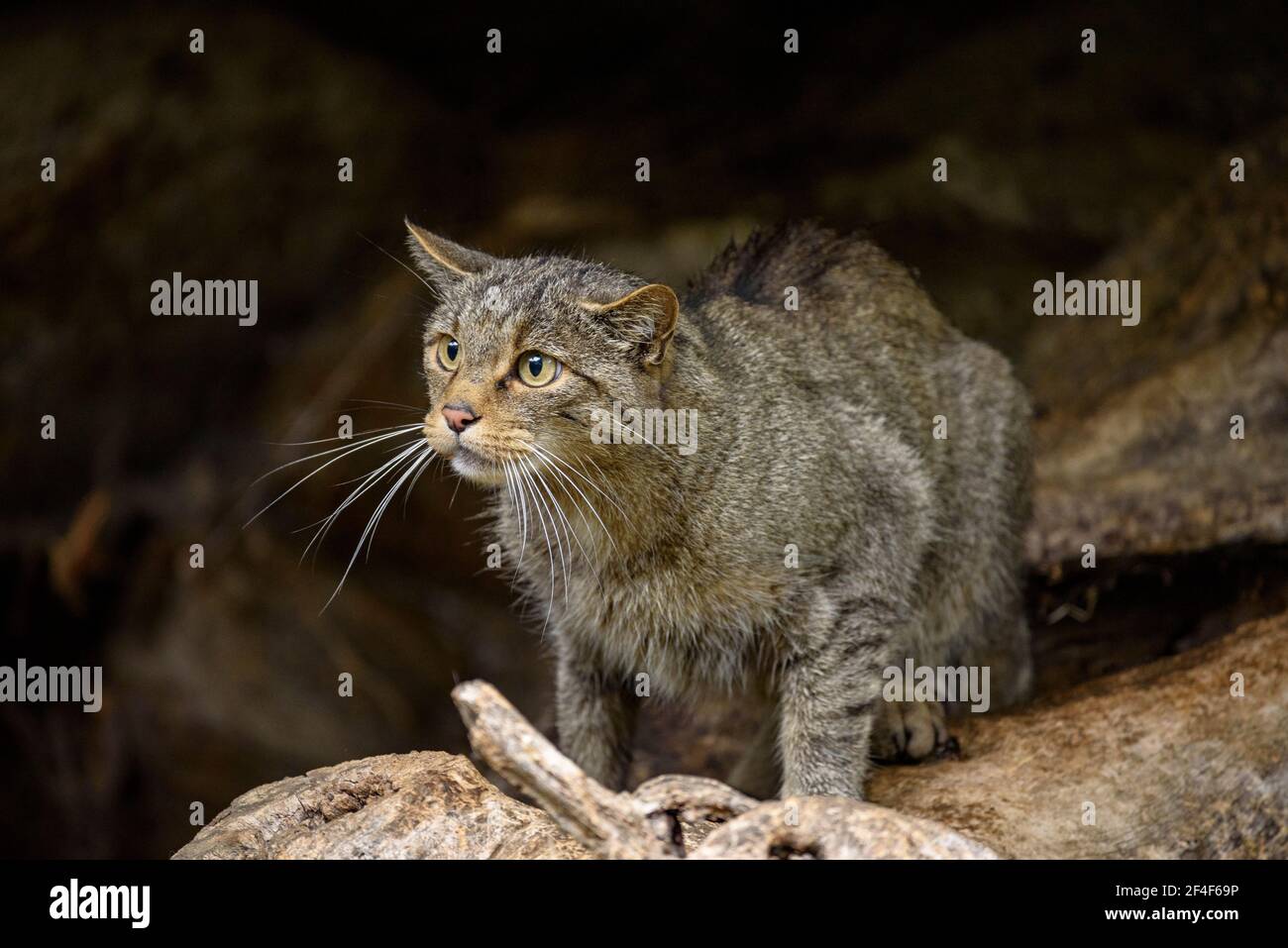Wildkatze (Felis silvestris) im Tierpark MónNatura Pirineus (Pallars Sobirà, Katalonien, Spanien, Pyrenäen) ESP: Gato montés en un parque Stockfoto