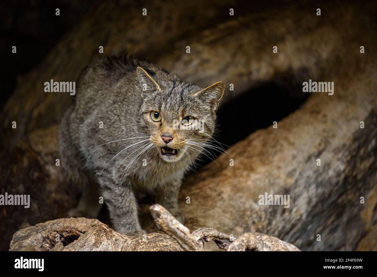 Wildkatze (Felis silvestris) im Tierpark MónNatura Pirineus (Pallars Sobirà, Katalonien, Spanien, Pyrenäen) ESP: Gato montés en un parque Stockfoto