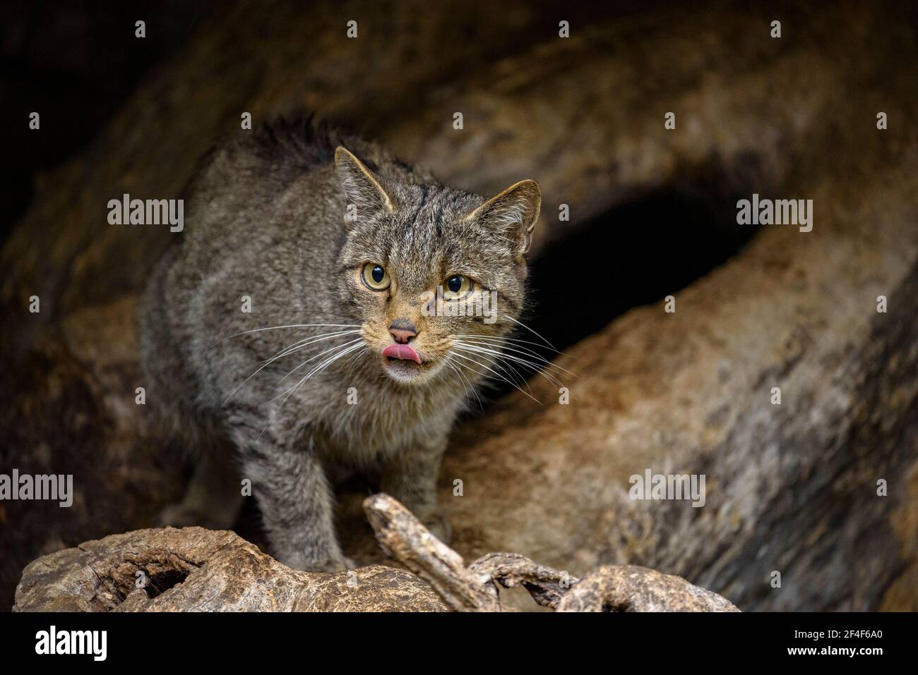 Wildkatze (Felis silvestris) im Tierpark MónNatura Pirineus (Pallars Sobirà, Katalonien, Spanien, Pyrenäen) ESP: Gato montés en un parque Stockfoto