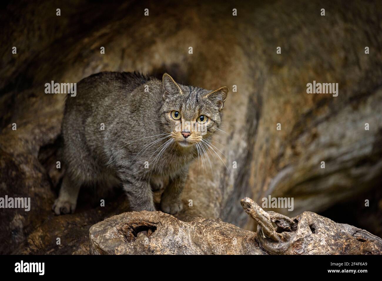 Wildkatze (Felis silvestris) im Tierpark MónNatura Pirineus (Pallars Sobirà, Katalonien, Spanien, Pyrenäen) ESP: Gato montés en un parque Stockfoto