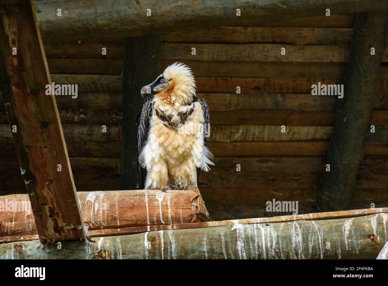 Bartgeier (Gypaetus barbatus) im Tierpark MónNatura Pirineus (Pallars Sobirà, Katalonien, Spanien, Pyrenäen) Stockfoto