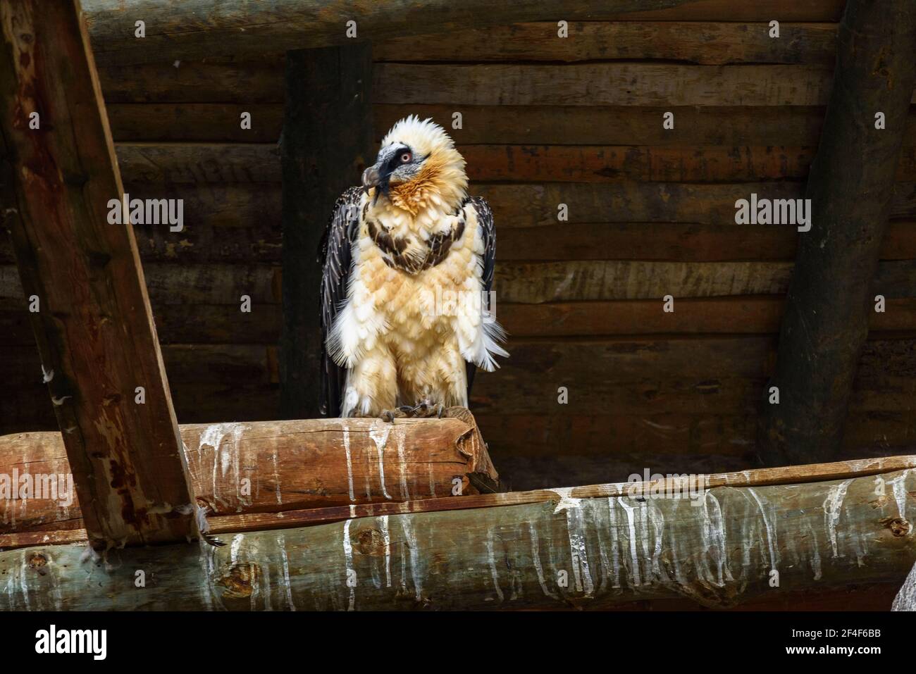 Bartgeier (Gypaetus barbatus) im Tierpark MónNatura Pirineus (Pallars Sobirà, Katalonien, Spanien, Pyrenäen) Stockfoto