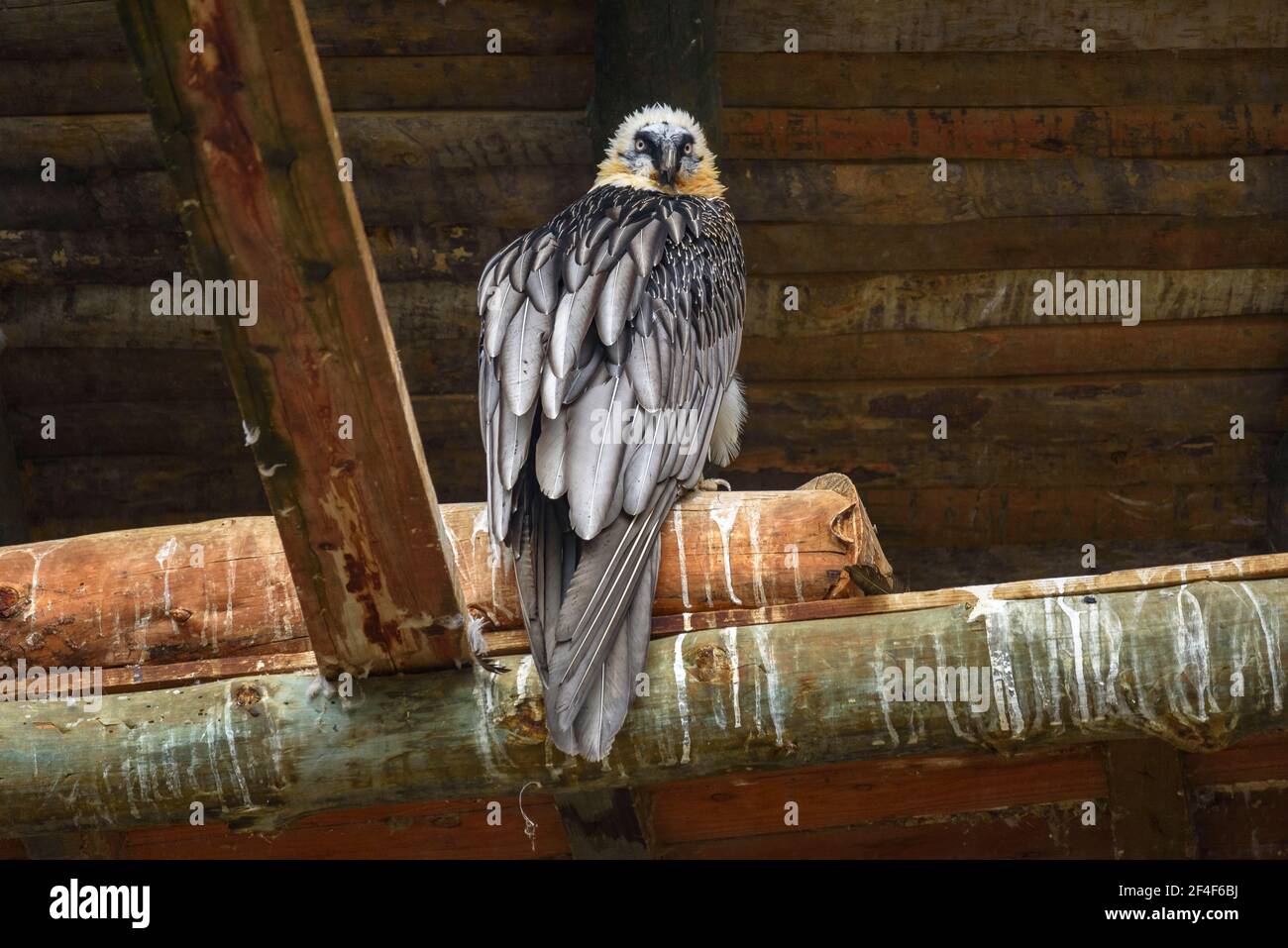 Bartgeier (Gypaetus barbatus) im Tierpark MónNatura Pirineus (Pallars Sobirà, Katalonien, Spanien, Pyrenäen) Stockfoto