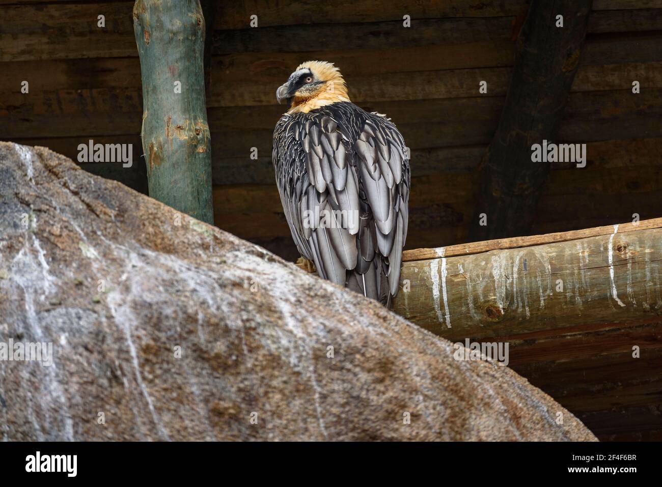 Bartgeier (Gypaetus barbatus) im Tierpark MónNatura Pirineus (Pallars Sobirà, Katalonien, Spanien, Pyrenäen) Stockfoto