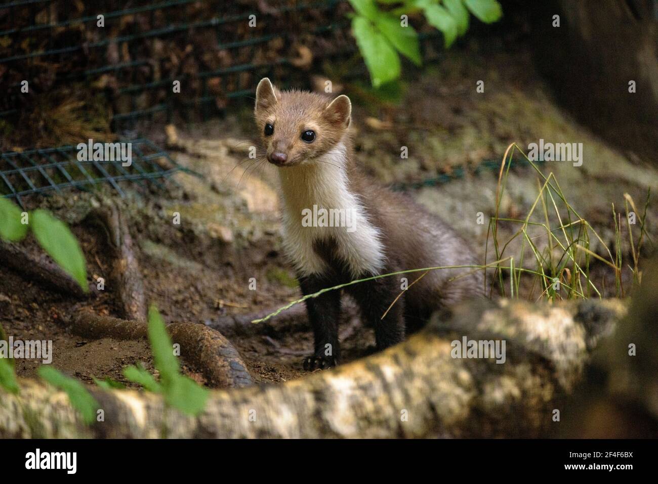 Buchenmarder (iMartes foina) im Tierpark MónNatura Pirineus (Pallars Sobirà, Katalonien, Spanien, Pyrenäen) ESP: Garduña en un parque de animales Stockfoto
