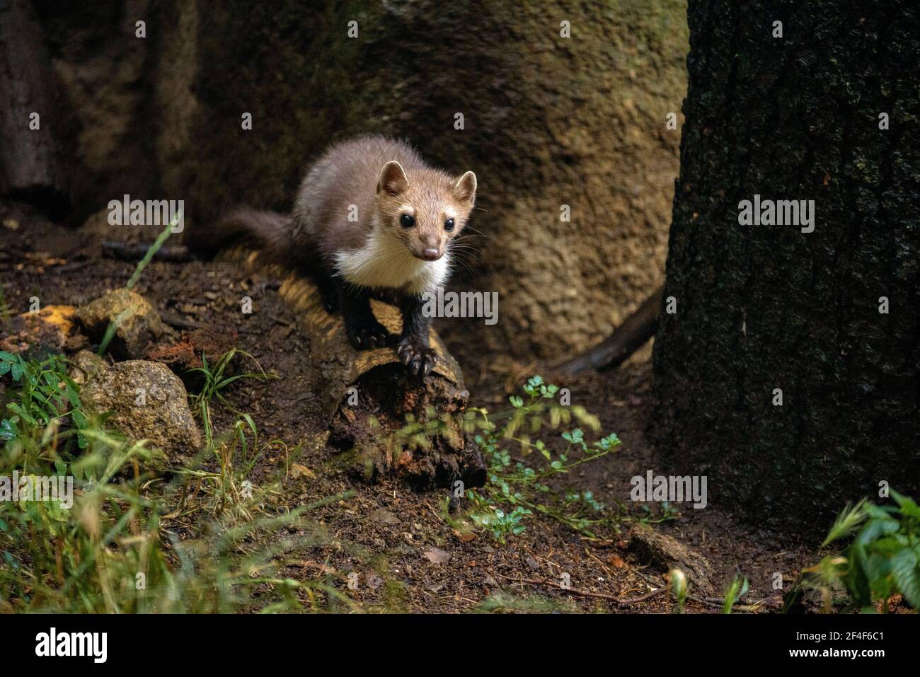 Buchenmarder (iMartes foina) im Tierpark MónNatura Pirineus (Pallars Sobirà, Katalonien, Spanien, Pyrenäen) ESP: Garduña en un parque de animales Stockfoto