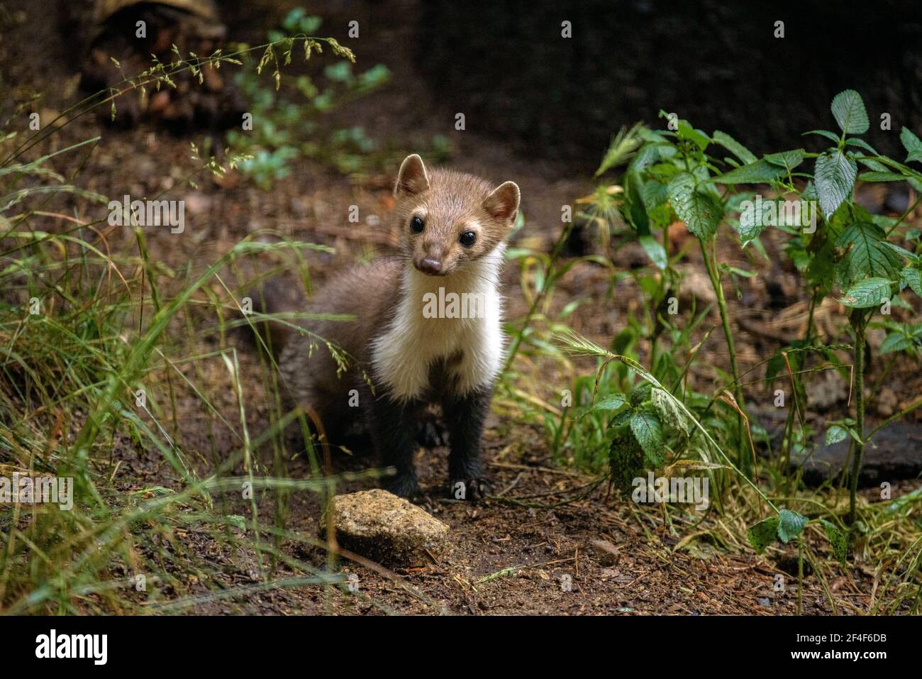 Buchenmarder (iMartes foina) im Tierpark MónNatura Pirineus (Pallars Sobirà, Katalonien, Spanien, Pyrenäen) ESP: Garduña en un parque de animales Stockfoto