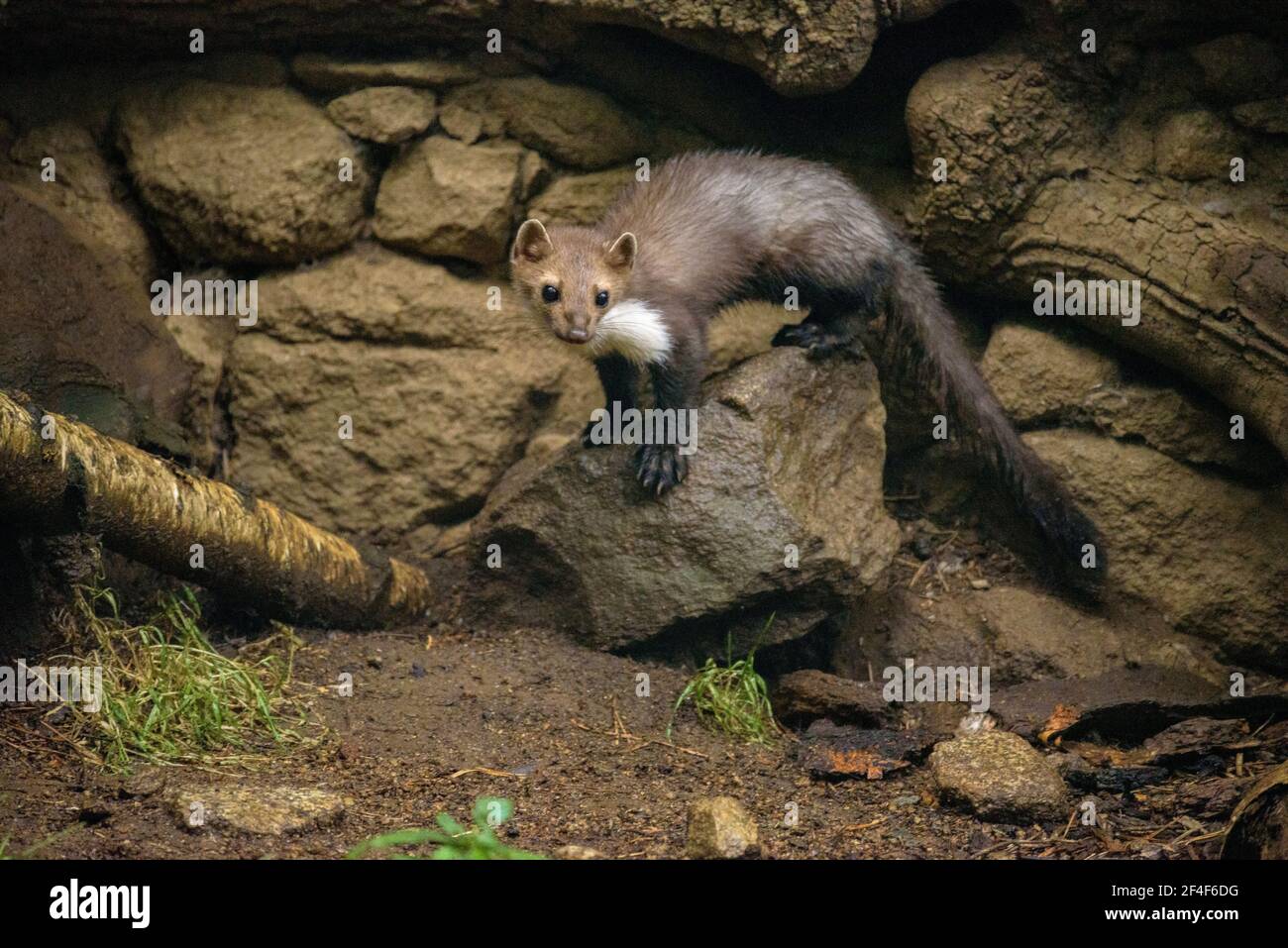 Buchenmarder (iMartes foina) im Tierpark MónNatura Pirineus (Pallars Sobirà, Katalonien, Spanien, Pyrenäen) ESP: Garduña en un parque de animales Stockfoto