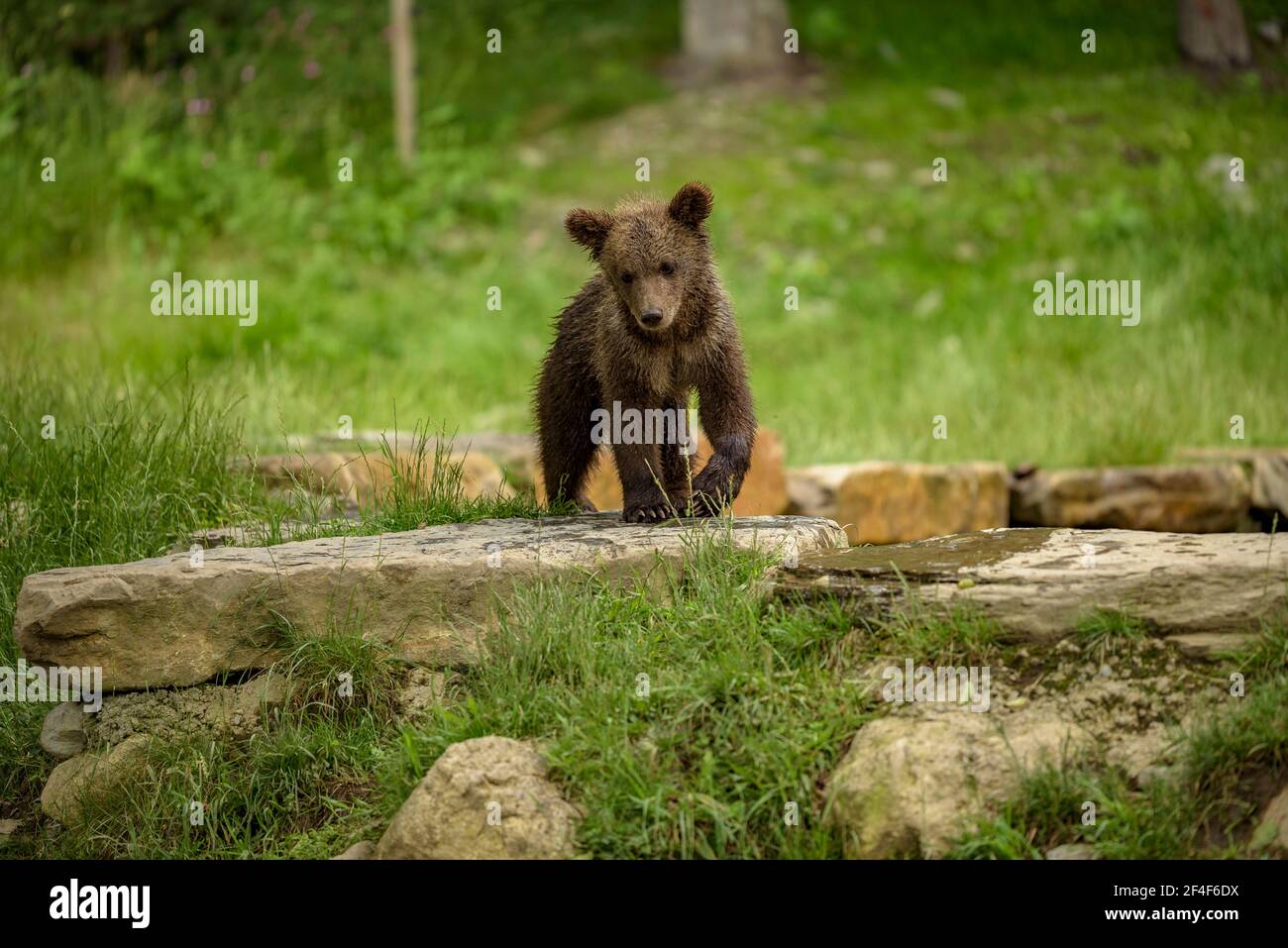 Braunbär (Ursus arctos) im Tierpark Aran (Aran-Tal, Katalonien, Pyrenäen, Spanien) ESP: Oso pardo del parque de animales Aran Park Stockfoto