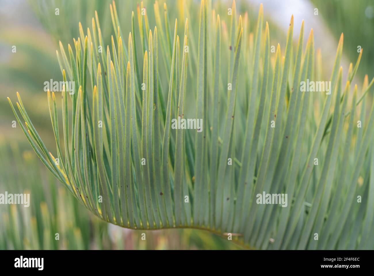 Encepalartos friderici-guilielmi Stockfoto