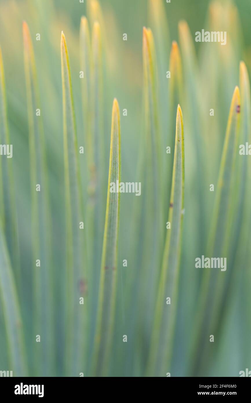 Encepalartos friderici-guilielmi Stockfoto