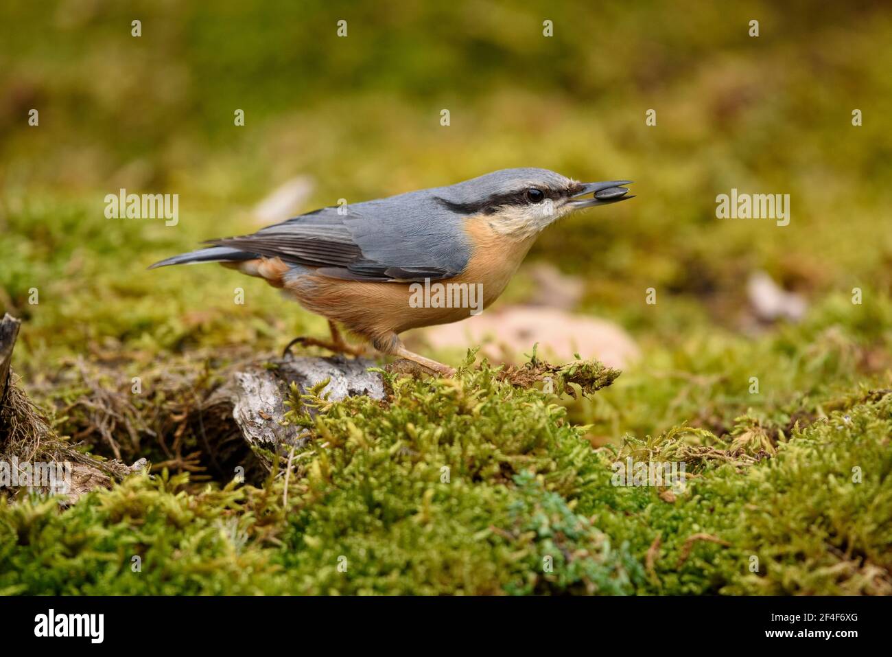 Eurasischer Nuthatch (Sitta europaea) fotografiert von einer Wildbeobachtungsstelle in Spanien im Aran-Tal (Pyrenäen, Katalonien, Spanien) ESP: Trepador azul, Pirineos Stockfoto