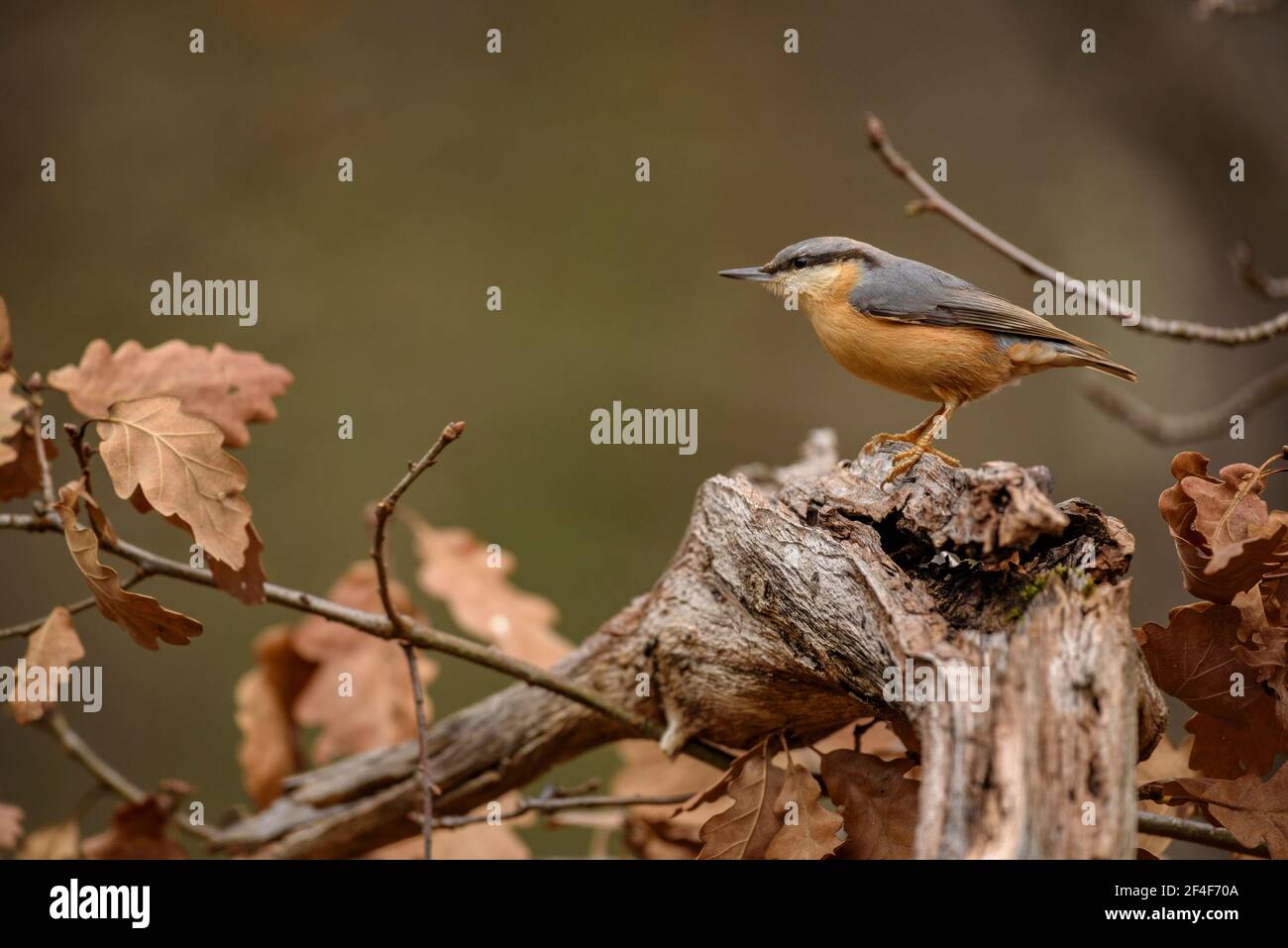 Eurasischer Nuthatch (Sitta europaea) fotografiert von einer Wildbeobachtungsstelle in Spanien im Aran-Tal (Pyrenäen, Katalonien, Spanien) ESP: Trepador azul, Pirineos Stockfoto