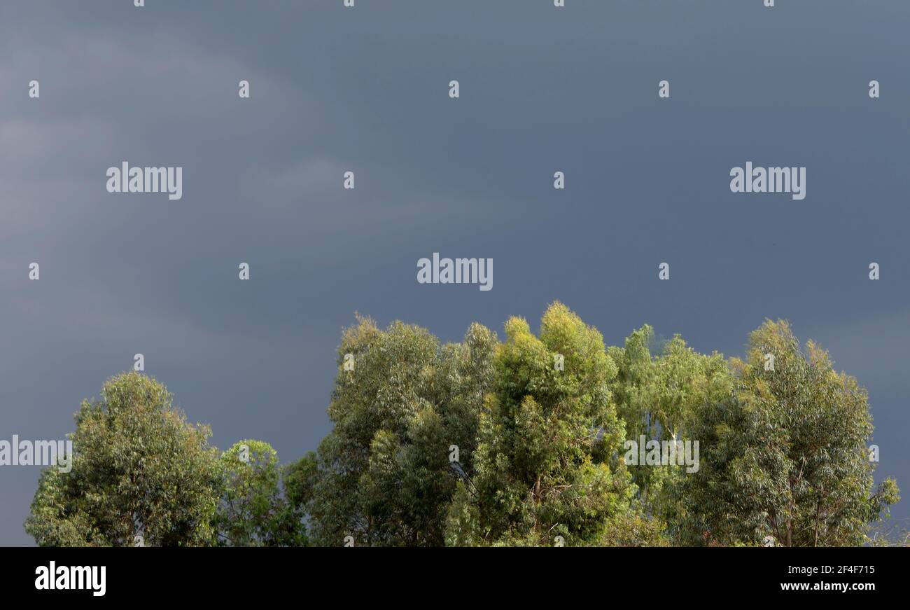 Stürmischer Himmel über den Bäumen, Kenia. Stockfoto