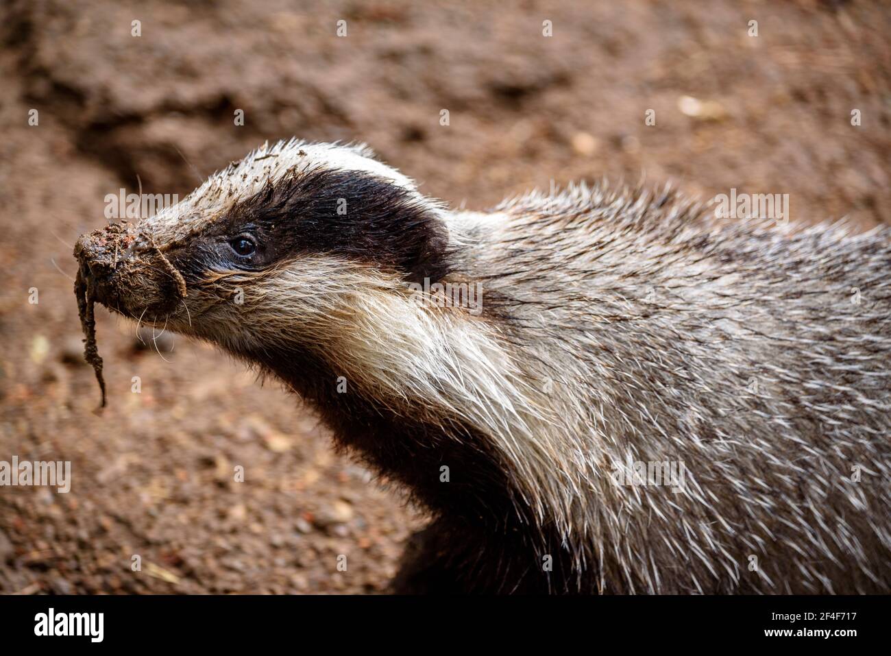 Europäischer Dachs (Meles meles) im Tierpark MónNatura Pirineus (Pallars Sobirà, Katalonien, Spanien, Pyrenäen) ESP: Tejón común en un bosque Stockfoto