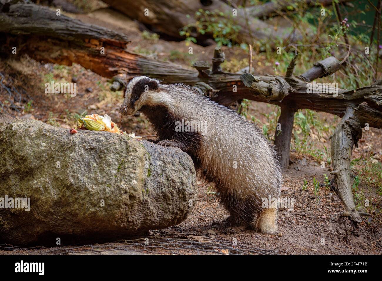 Europäischer Dachs (Meles meles) im Tierpark MónNatura Pirineus (Pallars Sobirà, Katalonien, Spanien, Pyrenäen) ESP: Tejón común en un bosque Stockfoto