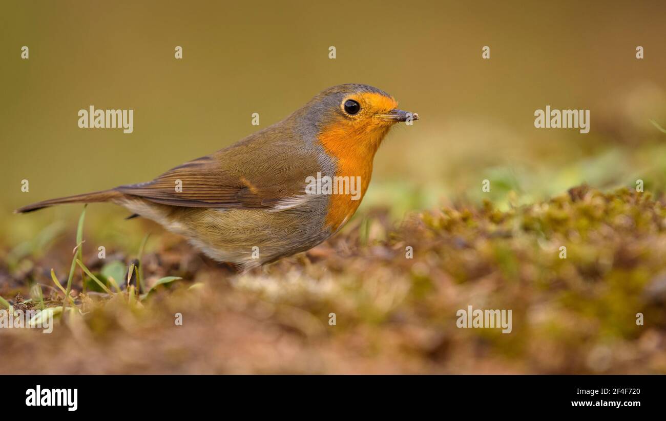 Europäischer Rotkehlchen (Erithacus rubecula) fotografiert von einem Foto Logístics Versteck in Montseny (Barcelona, Katalonien, Spanien) Stockfoto