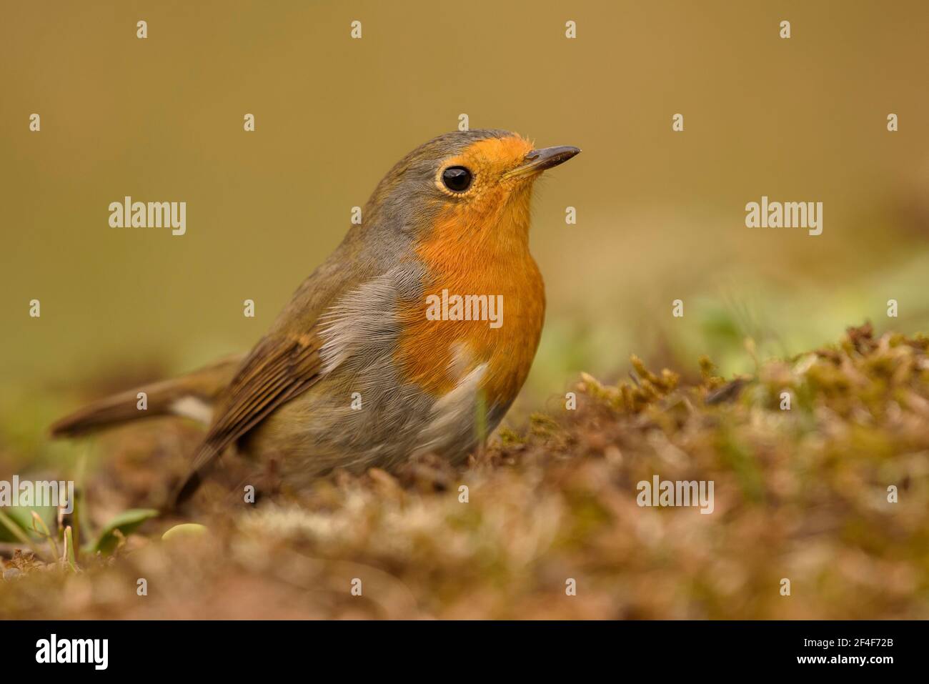 Europäischer Rotkehlchen (Erithacus rubecula) fotografiert von einem Foto Logístics Versteck in Montseny (Barcelona, Katalonien, Spanien) Stockfoto