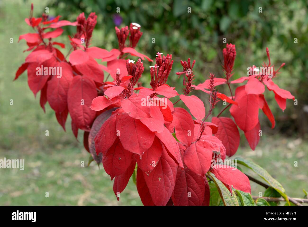 Rote Blüten, der Pflanze der Familie Poinsettia Stockfoto