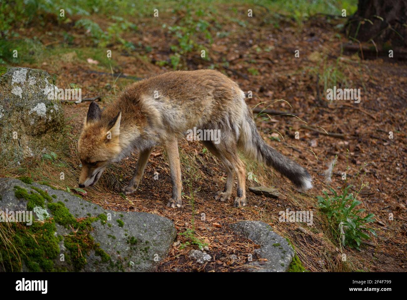 Fuchs (Vulpes vulpes) im Tierpark MónNatura Pirineus (Pallars Sobirà, Katalonien, Spanien, Pyrenäen) ESP: Zorro en un parque de animales en Pirineos Stockfoto