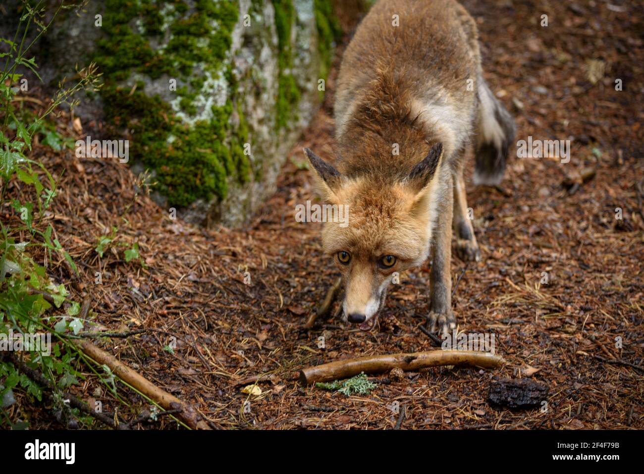 Fuchs (Vulpes vulpes) im Tierpark MónNatura Pirineus (Pallars Sobirà, Katalonien, Spanien, Pyrenäen) ESP: Zorro en un parque de animales en Pirineos Stockfoto