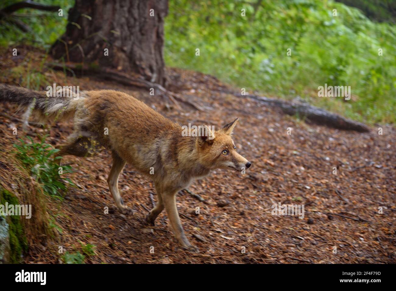 Fuchs (Vulpes vulpes) im Tierpark MónNatura Pirineus (Pallars Sobirà, Katalonien, Spanien, Pyrenäen) ESP: Zorro en un parque de animales en Pirineos Stockfoto