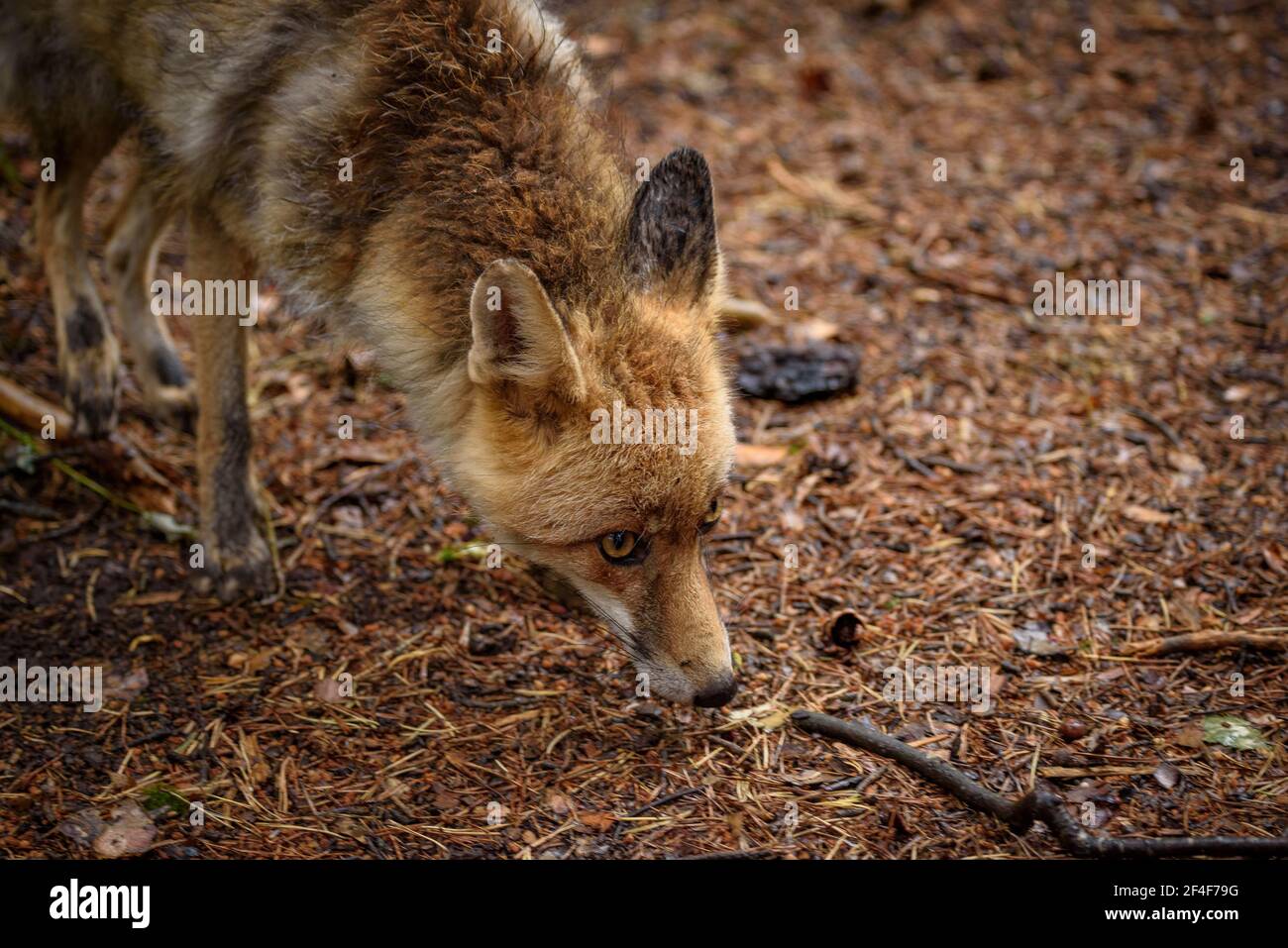 Fuchs (Vulpes vulpes) im Tierpark MónNatura Pirineus (Pallars Sobirà, Katalonien, Spanien, Pyrenäen) ESP: Zorro en un parque de animales en Pirineos Stockfoto