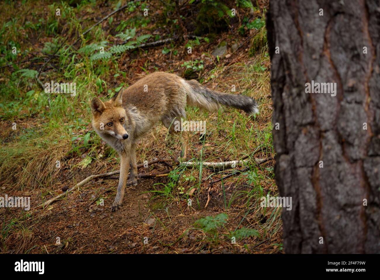 Fuchs (Vulpes vulpes) im Tierpark MónNatura Pirineus (Pallars Sobirà, Katalonien, Spanien, Pyrenäen) ESP: Zorro en un parque de animales en Pirineos Stockfoto