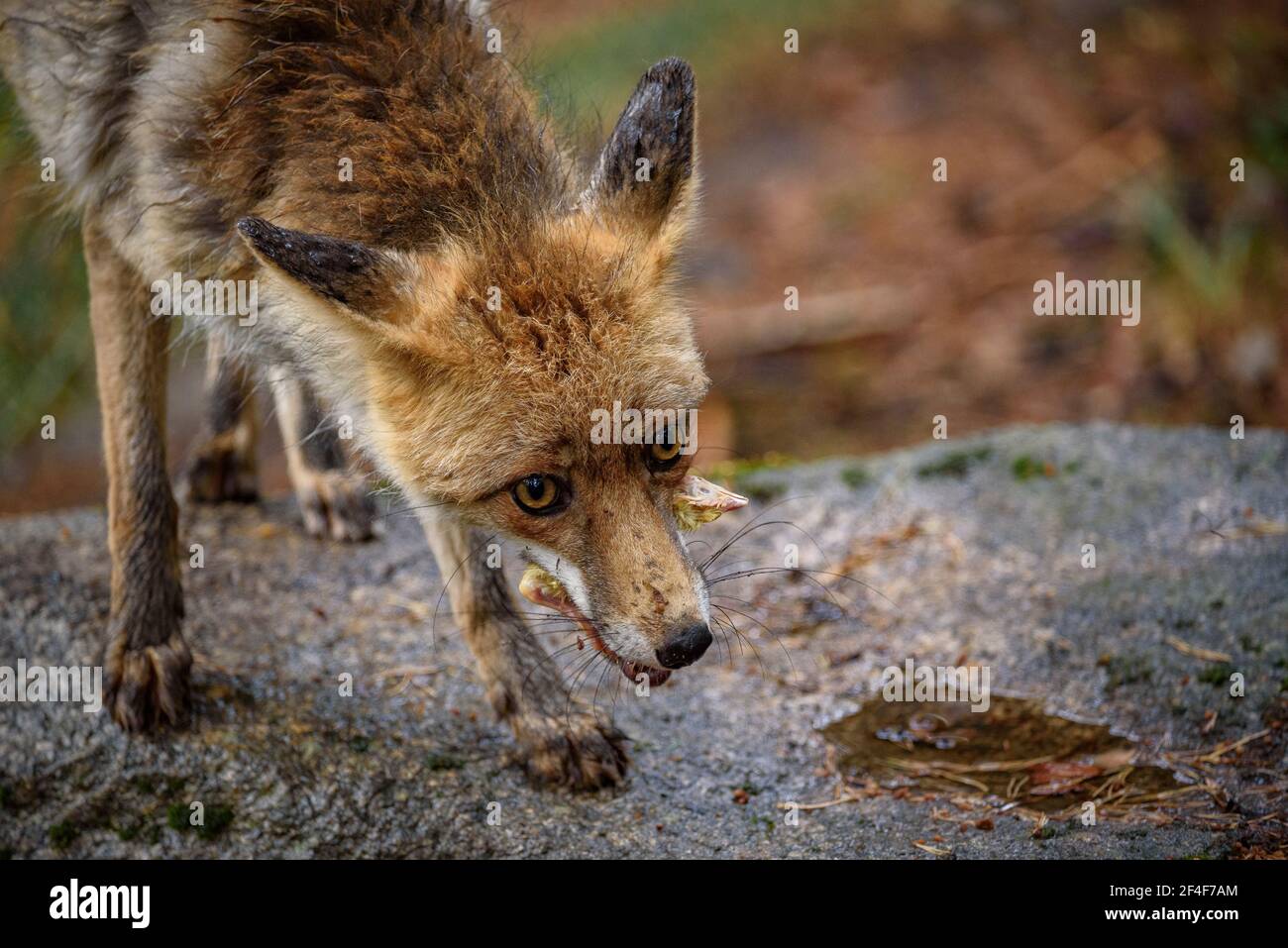 Fuchs (Vulpes vulpes) im Tierpark MónNatura Pirineus (Pallars Sobirà, Katalonien, Spanien, Pyrenäen) ESP: Zorro en un parque de animales en Pirineos Stockfoto