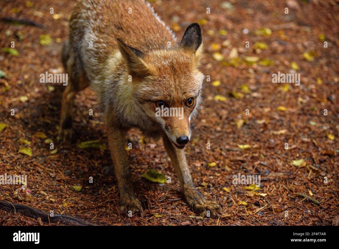 Fuchs (Vulpes vulpes) im Tierpark MónNatura Pirineus (Pallars Sobirà, Katalonien, Spanien, Pyrenäen) ESP: Zorro en un parque de animales en Pirineos Stockfoto
