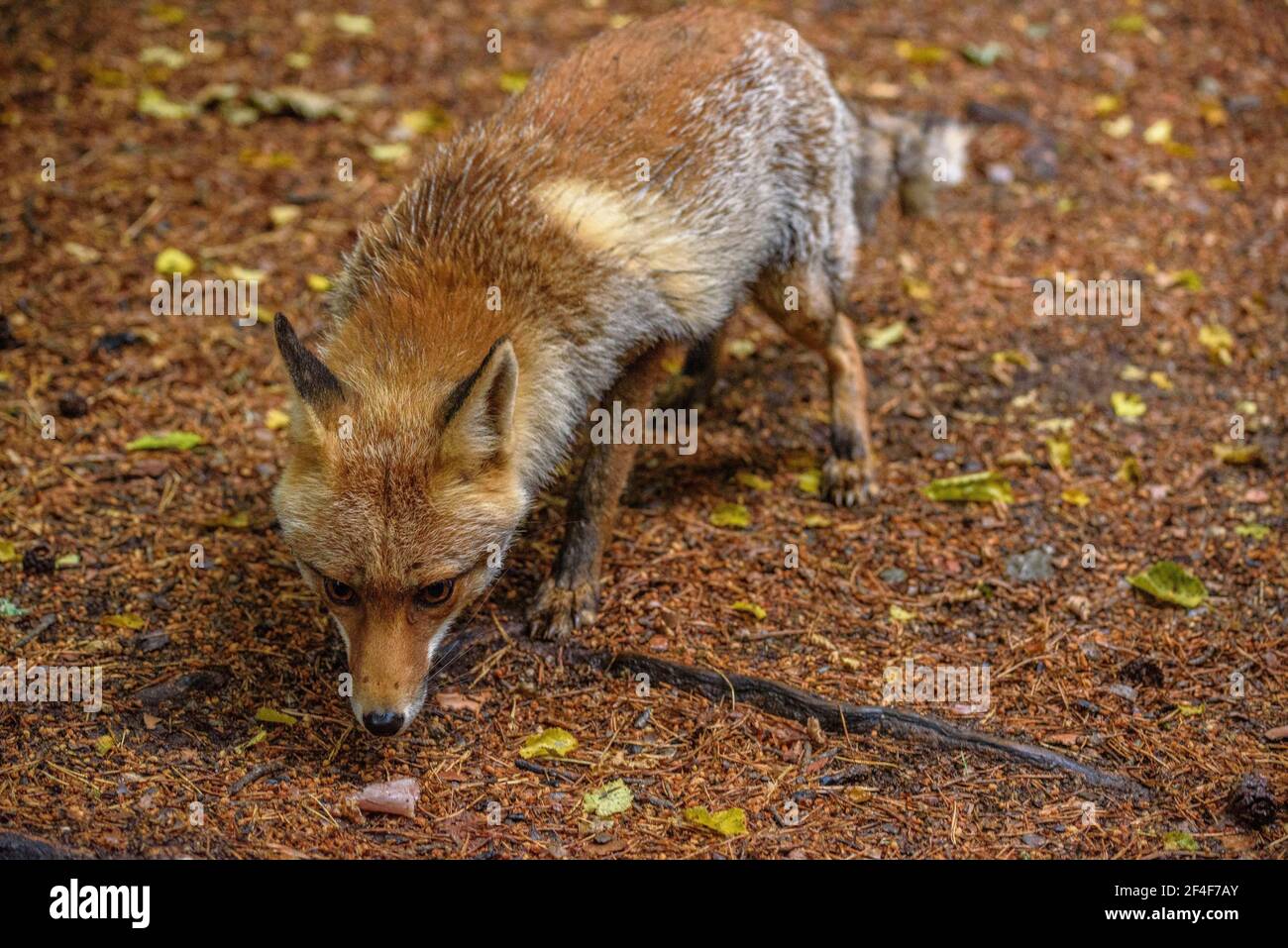 Fuchs (Vulpes vulpes) im Tierpark MónNatura Pirineus (Pallars Sobirà, Katalonien, Spanien, Pyrenäen) ESP: Zorro en un parque de animales en Pirineos Stockfoto